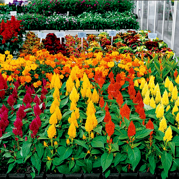 Century Mix Celosia Seeds