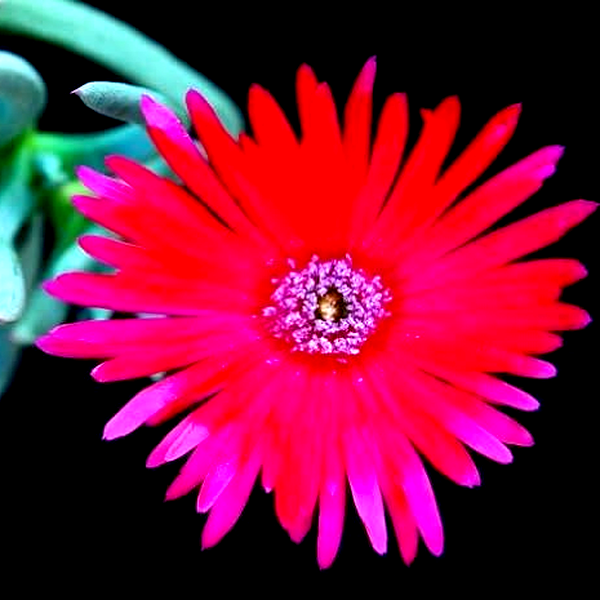 Cephalophyllum cupreum