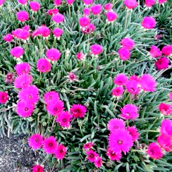 Cephalophyllum niveum