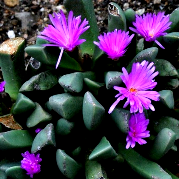 Cerochlamys pachyphylla