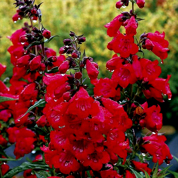 Cha Cha™ 'Cherry' Penstemon