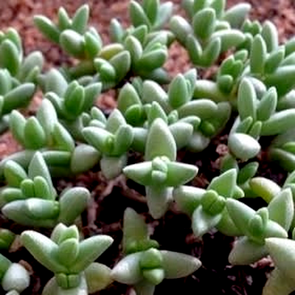 Chasmatophyllum braunsii