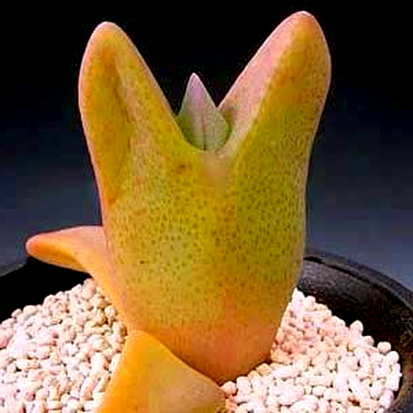 Cheiridopsis peculiaris