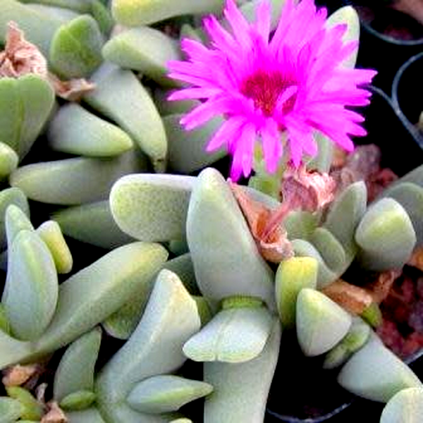 Cheiridopsis purpurea