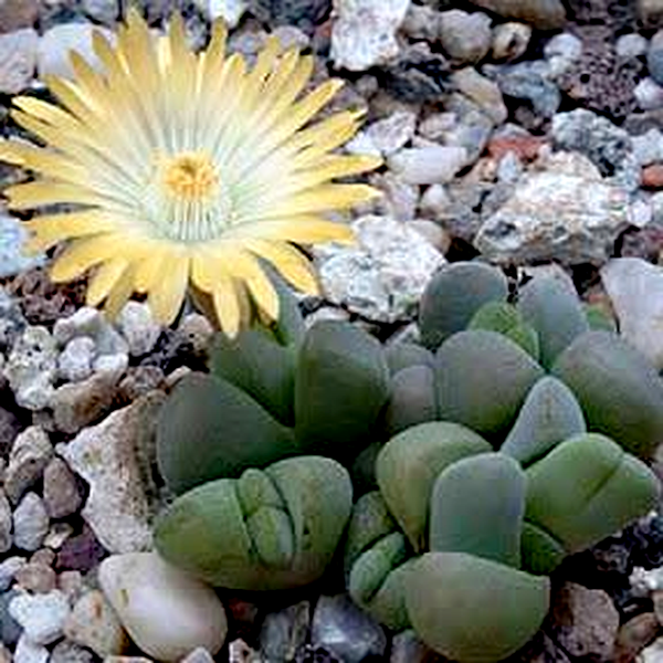 Cheiridopsis verrucosa