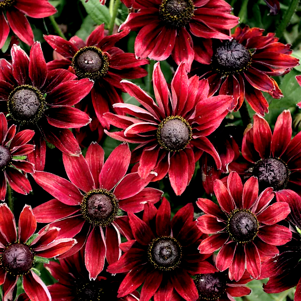 Cherry Brandy' Rudbeckia Seeds
