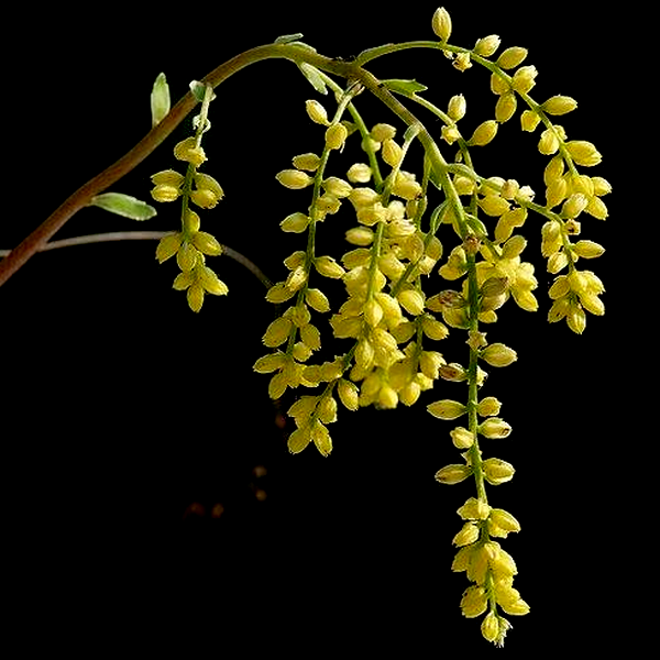 Chiastophyllum oppositifolium