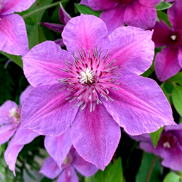Clematis 'Adam's Courage'