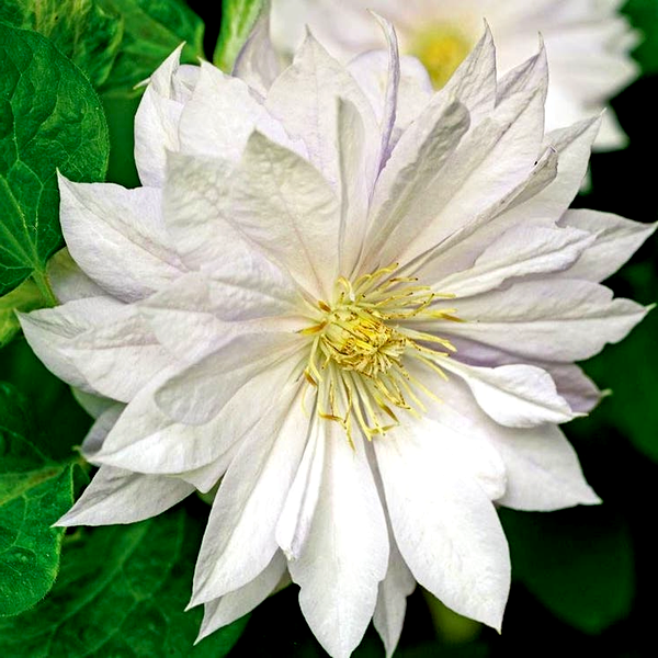 Clematis 'Duchess of Edinburgh'