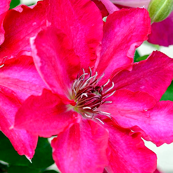 Clematis Tekla™ Garland®