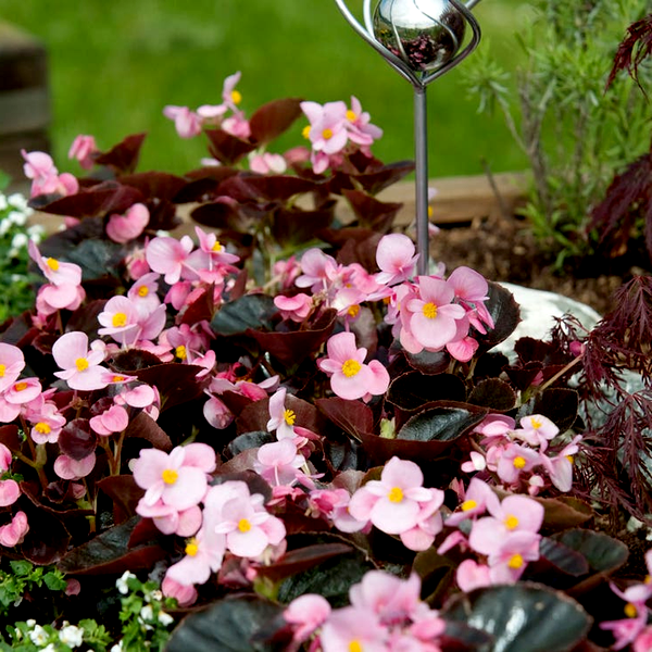 Cocktail™ Brandy™ Begonia Seeds