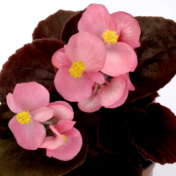 Cocktail™ Gin™ Begonia Seeds