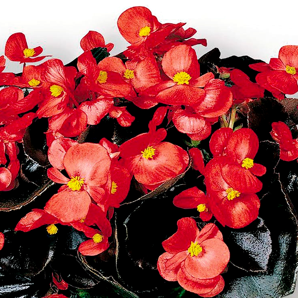 Cocktail™ Vodka Begonia Seeds