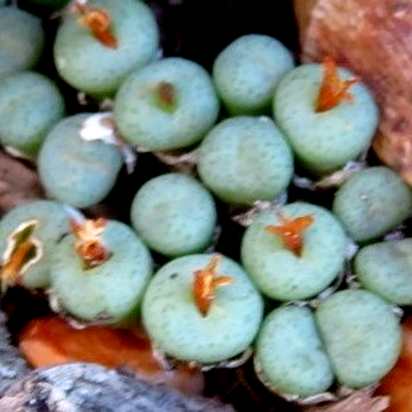 Conophytum truncatum