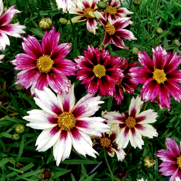 Coreopsis Li'l Bang™ 'Starlight'