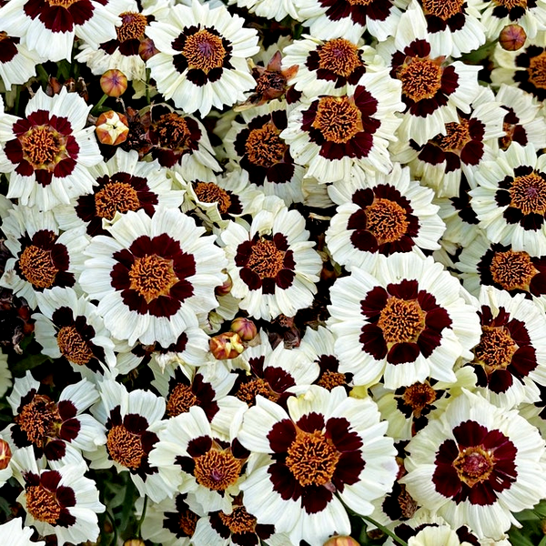Corusco Cream-Red' Coreopsis Seeds