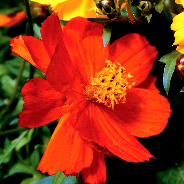 Cosmic Red Cosmos Seeds