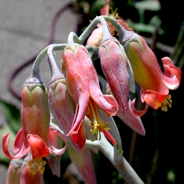 Cotyledon barbeyi
