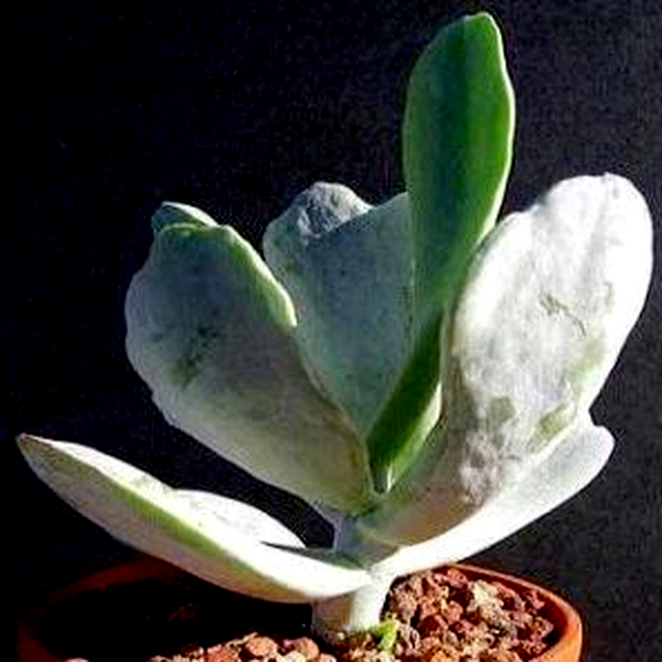 Cotyledon orbiculata var oblonga