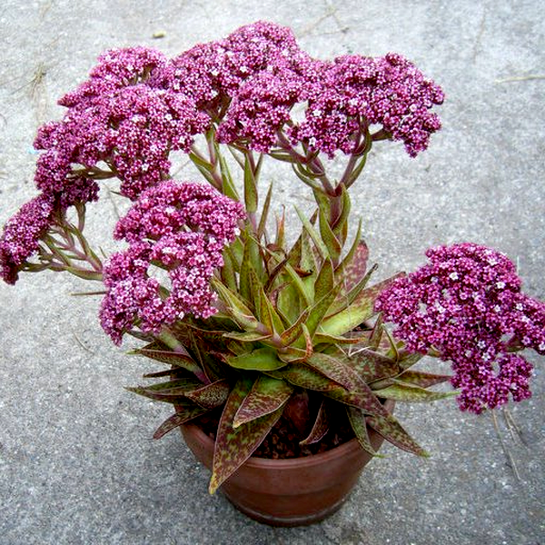 Crassula alba parvisepala