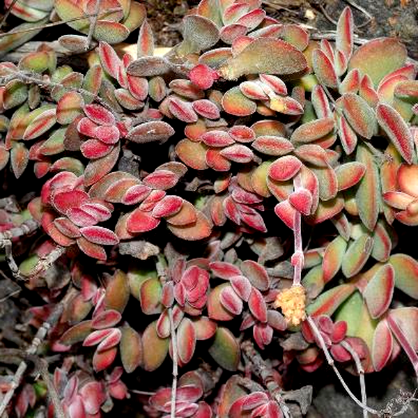 Crassula atropurpurea var muirii