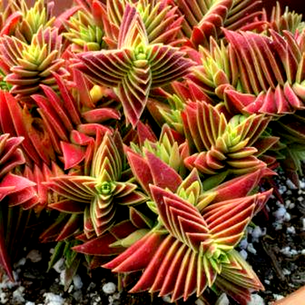 Crassula capitella ssp. thyrsiflora