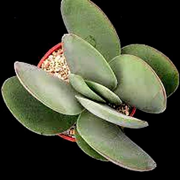 Crassula cotyledonis