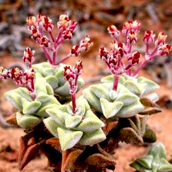 Crassula deltoidea