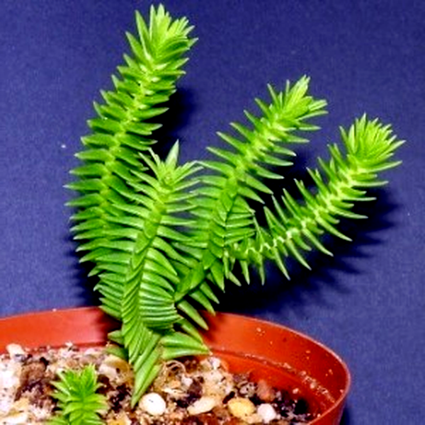 Crassula ericoides