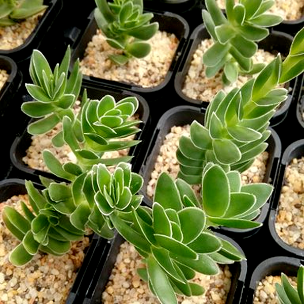 Crassula fallax