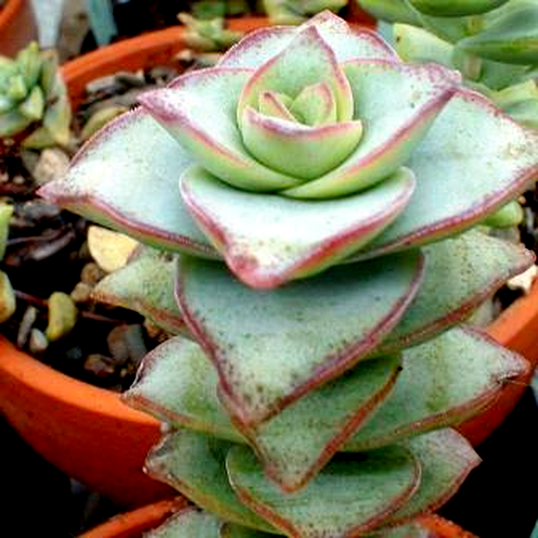 Crassula perforata