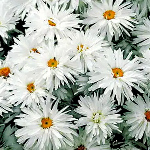 Crazy Daisy Shasta Daisy Seeds