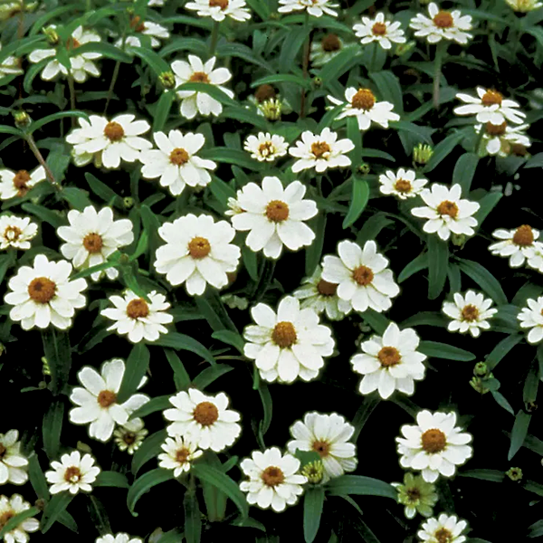 Crystal™ White Zinnia Seeds