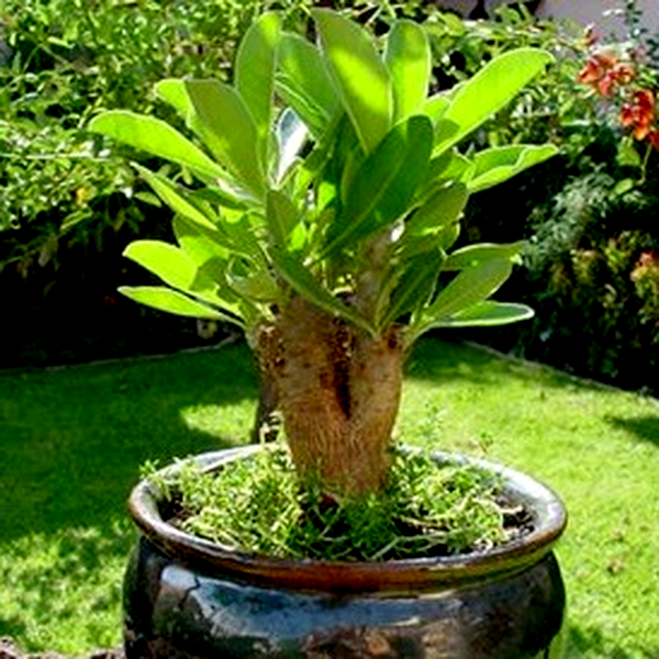 Cyphostemma bainesii