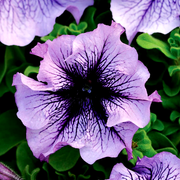 Daddy® Blue Petunia Seeds