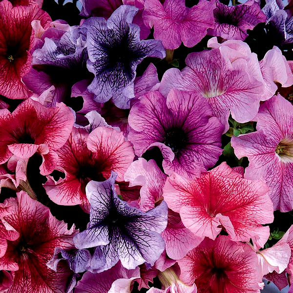Daddy® Mix Petunia Seeds