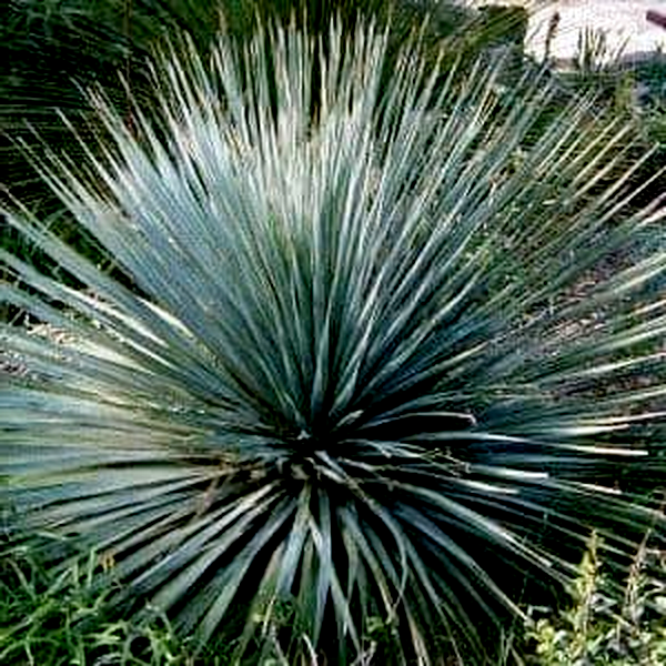 Dasylirion glaucophyllum