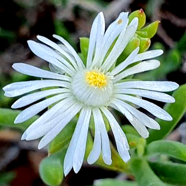 Delosperma subincanum