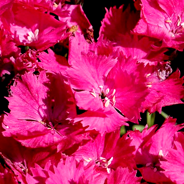 Dianthus Vivid™ Bright Lights