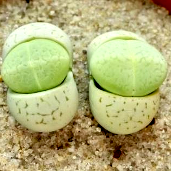 Dinteranthus vanzylii Emerald