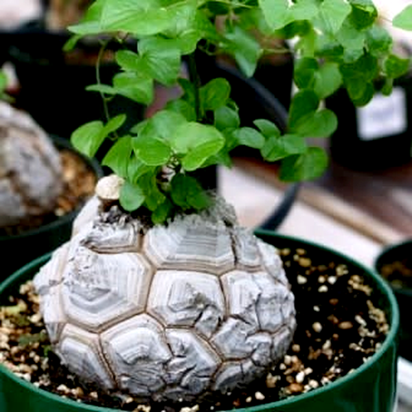 Dioscorea elephantipes