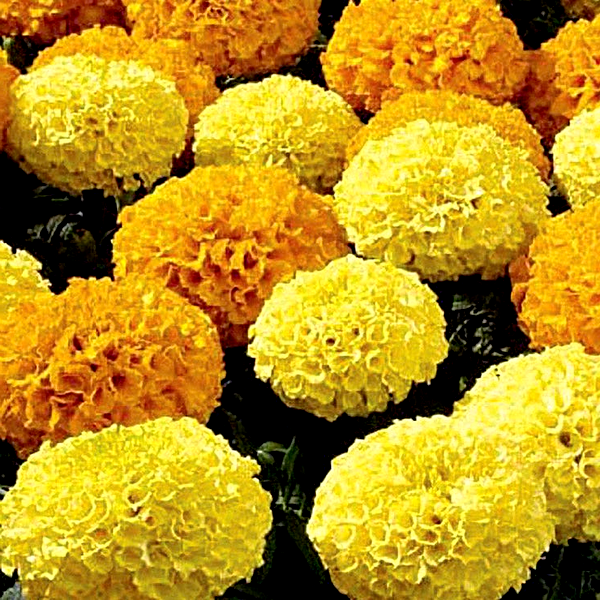 Disco Mix Marigold Seeds