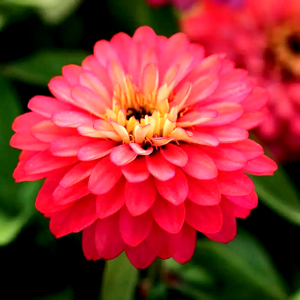 Double Zahara™ Salmon Zinnia Seeds