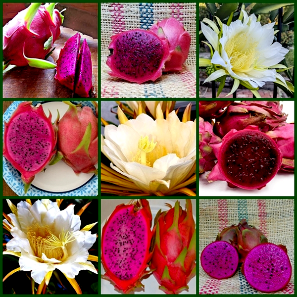 Dragon Fruit – 6 Varieties