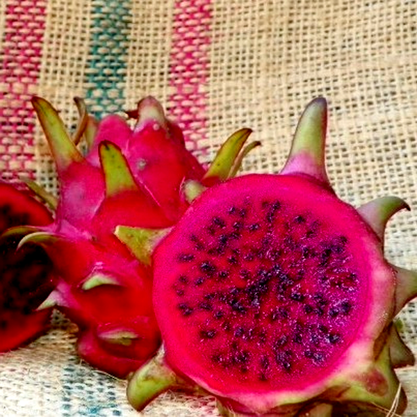 Dragon Fruit Bloody Mary