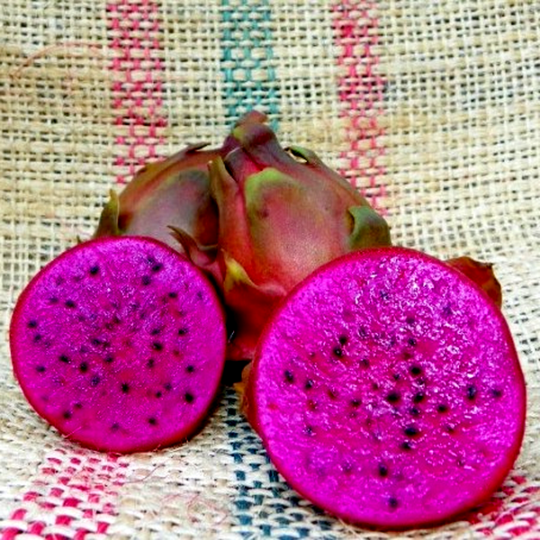 Dragon Fruit Pink Panther