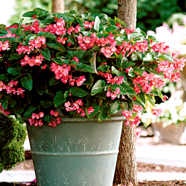 Dragon Wing® Pink Begonia Seeds