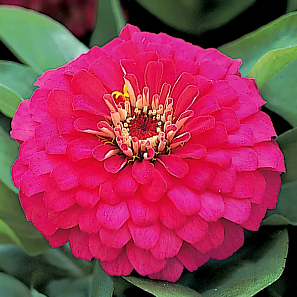Dreamland™ Rose Hybrid Zinnia Seeds