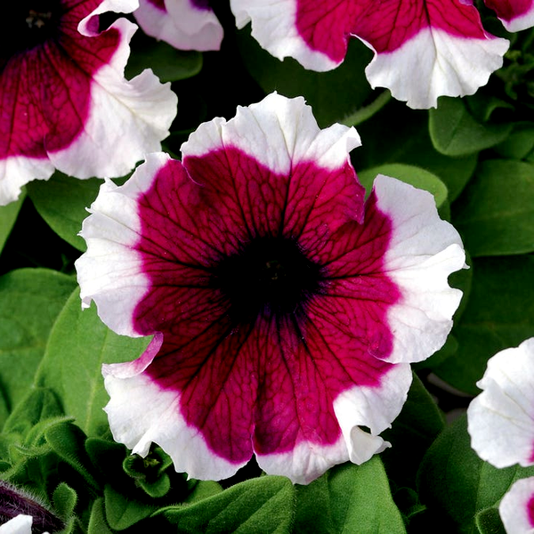 Dreams™ Burgundy Picotee Petunia Seeds