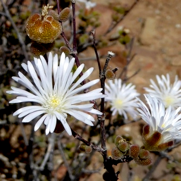 Drosanthemum albiflorum